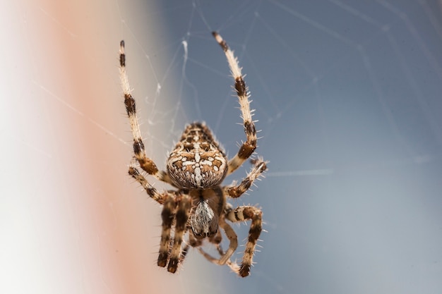 Araneus diadematus # 3