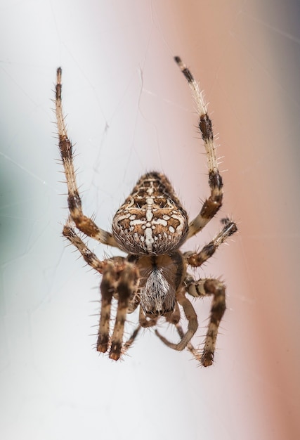 Araneus Diadematus # 4