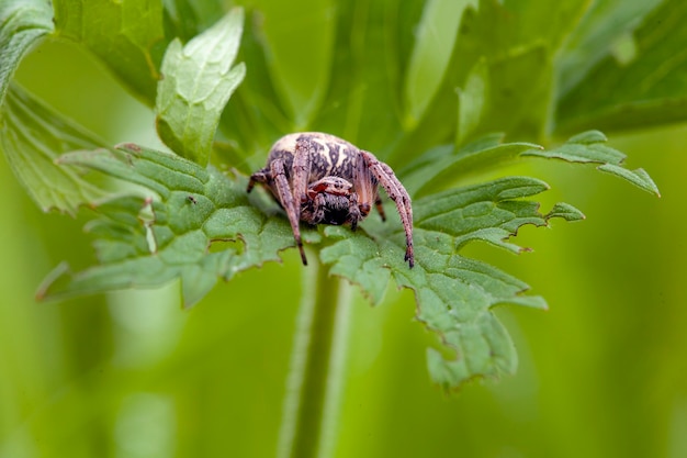 Araneus é um gênero de aranhas orbweaving comuns