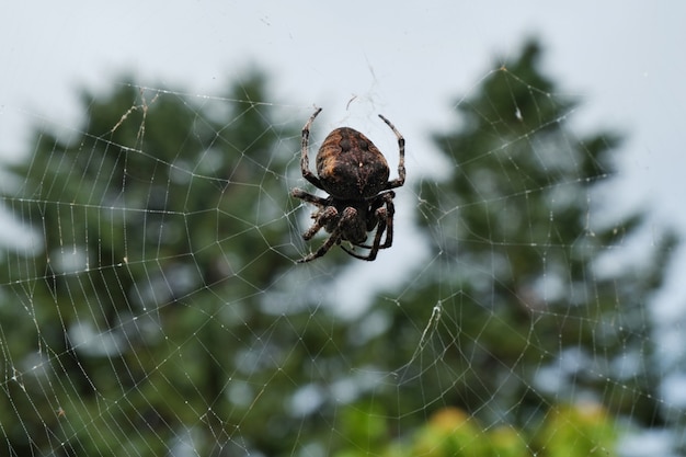 Araneus. Una enorme cruz de araña peluda sentada en un enfoque selectivo web.