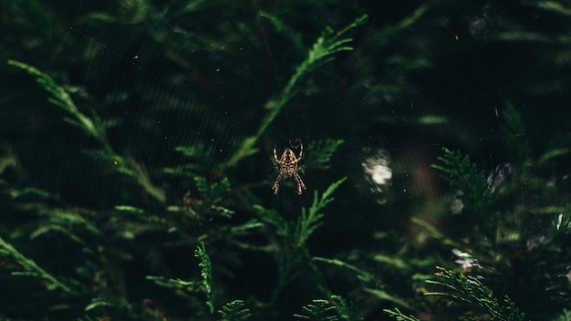 Araneus spider en la web en el jardín