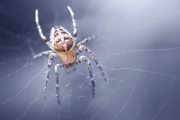 Araneus Spinne im Web