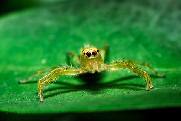 Aranha amarela em uma folha verde