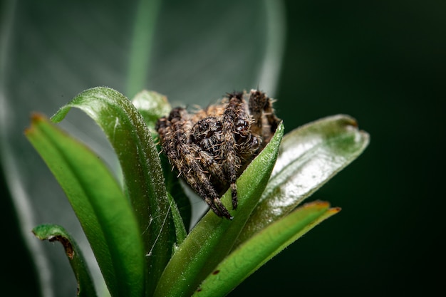 Aranha amarela na folha No jardim