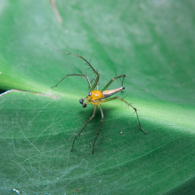 Aranha amarela na folha