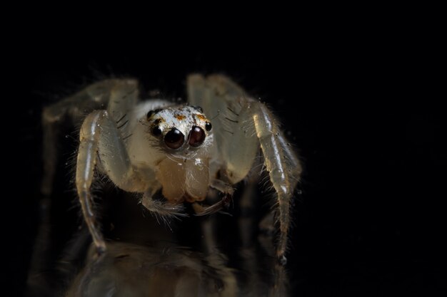 Foto aranha animal macro