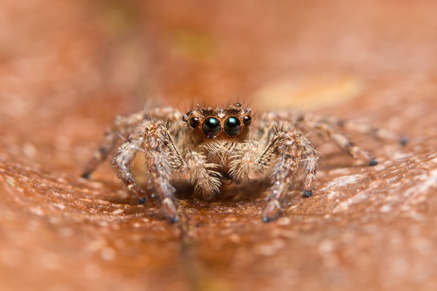 Aranha animal macro