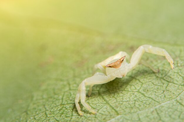 Aranha animal macro