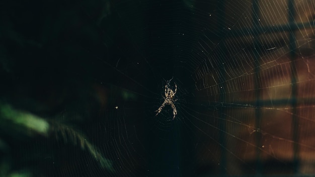 Foto aranha araneus na web no jardim