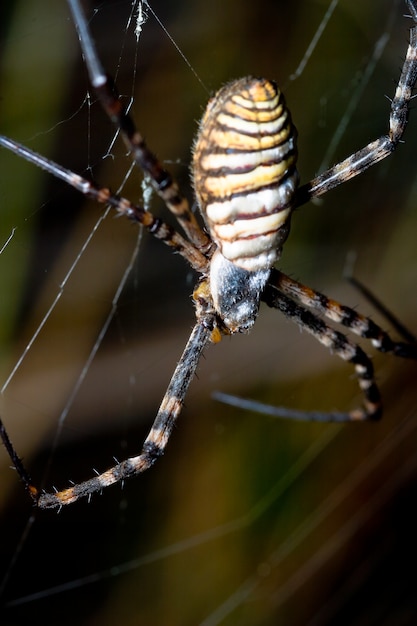 Aranha, argiope bruennichi