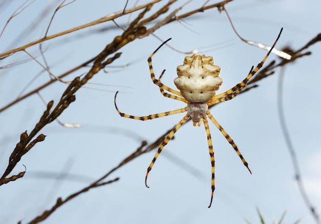 Foto aranha argiope lobada