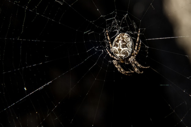 Aranha branca esperando uma presa em uma teia de aranha