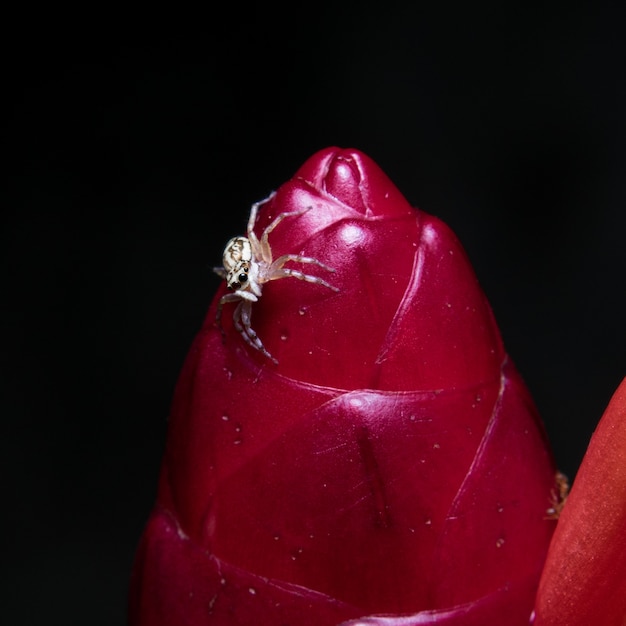 Aranha branca na flor vermelha