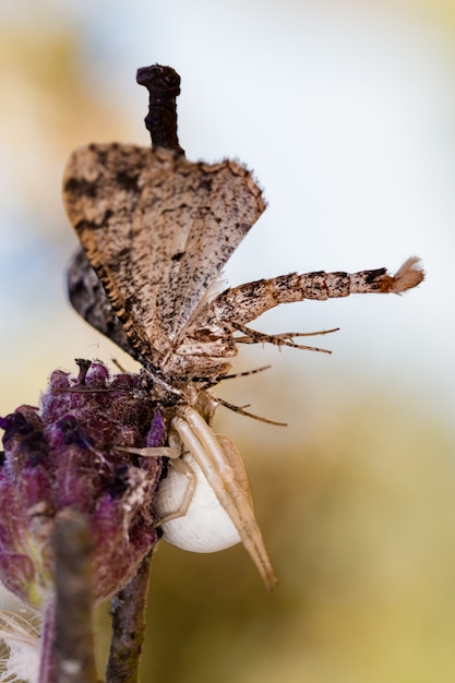 Aranha caçando uma mariposa