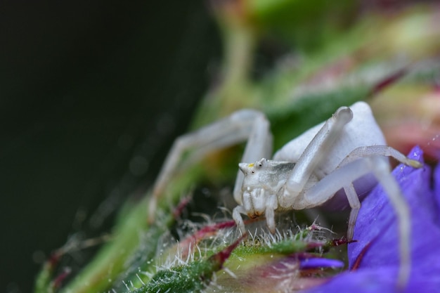 Aranha caranguejo branco da espécie Thomisus onustus em uma planta esperando para caçar