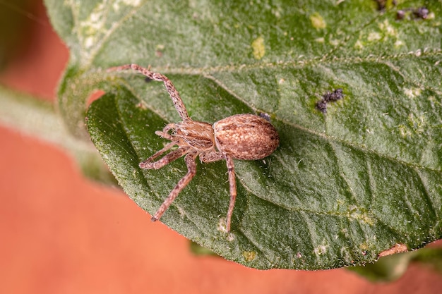 Aranha-caranguejo-corredor-fêmea adulta