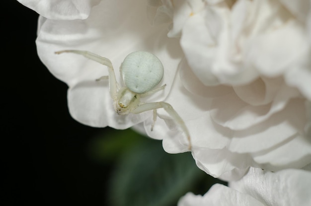 Aranha caranguejo dourada branca imitando a cor de pétalas de rosa aranha branca na flor