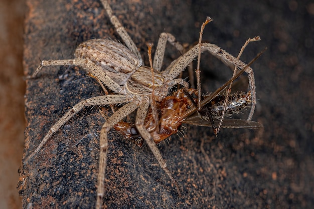 Aranha-caranguejo-fêmea adulta da família philodromidae atacando uma formiga-carpinteira macho adulto do gênero camponotus