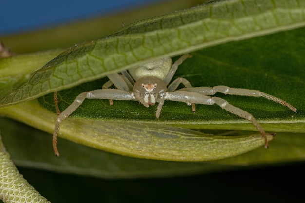 Aranha-caranguejo fêmea adulta da família Thomisidae