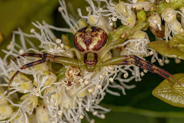 Aranha-caranguejo-fêmea pequena