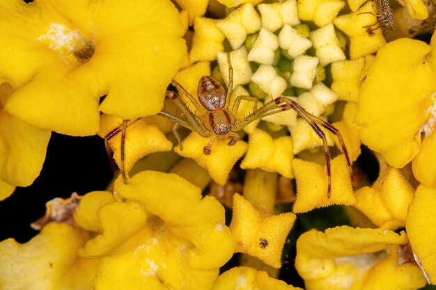 Aranha-caranguejo macho adulto da família Thomisidae em uma flor de lantana amarela