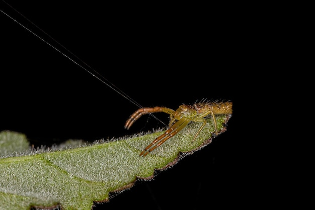 Aranha-caranguejo-polvo adulta