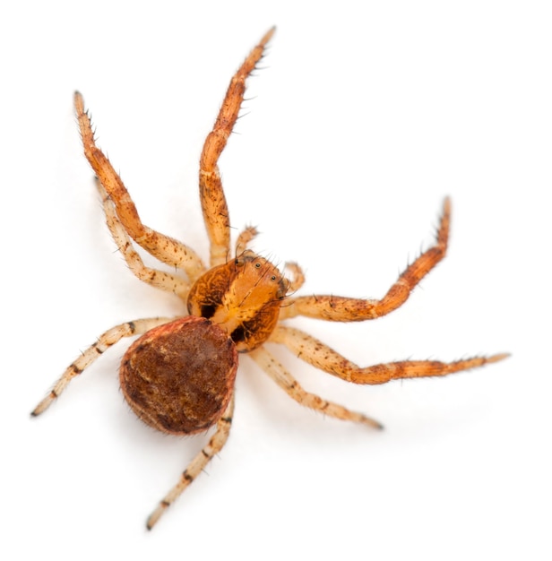 Aranha caranguejo, Xysticus sp contra um fundo branco