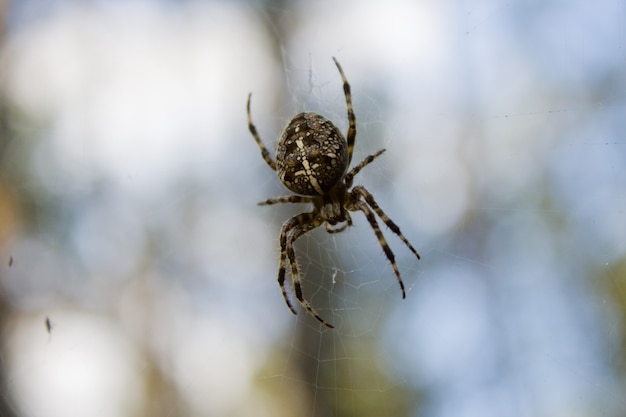 Aranha closeup em uma teia