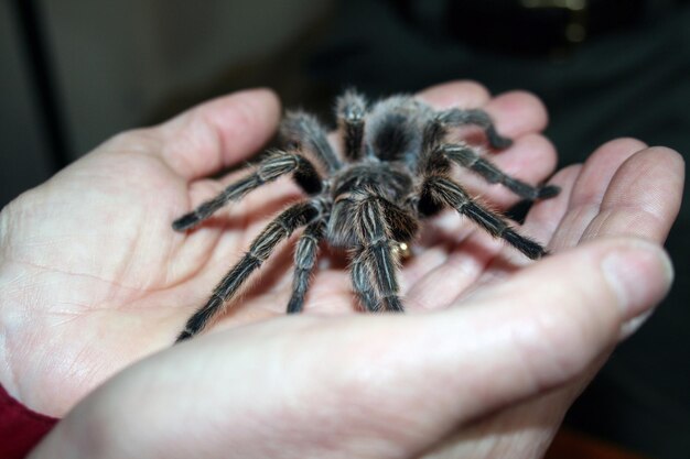 Foto aranha cortada segurando a mão