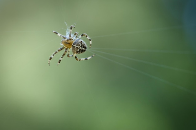 Aranha cruzada em uma teia de aranha à espreita para presas Fundo desfocado