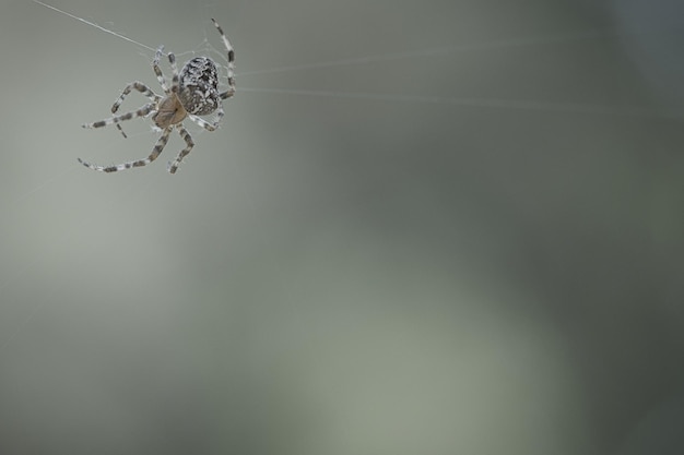 Aranha cruzada rastejando em um fio de aranha medo de Halloween Fundo desfocado