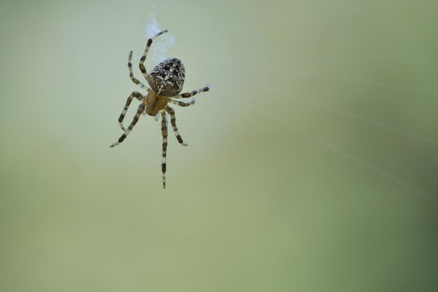 Aranha cruzada rastejando em um fio de aranha susto de Halloween Um caçador útil entre