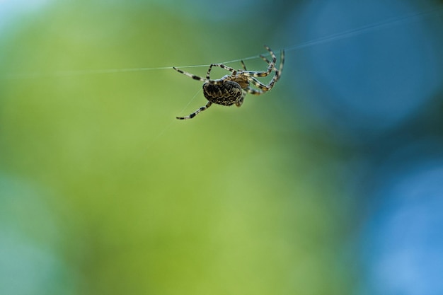 Aranha cruzada rastejando em um fio de aranha Um caçador útil entre insetosBlurred