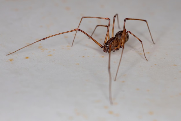 Aranha cuspidora marrom adulto do gênero Scytodes