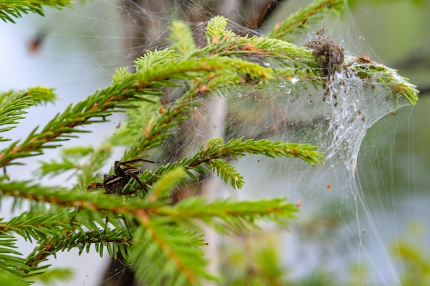 Aranha de água fêmea Argyroneta aquatica guarda a prole nascida de ovos