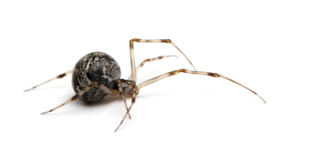 Aranha de casa comum - Achaearanea tepidariorum em um branco isolado