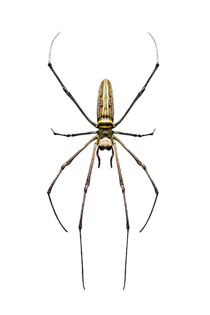 Aranha de cauda longa dourada do Orb-weaver (Nephila pilipes) isolada. Inseto. Animal