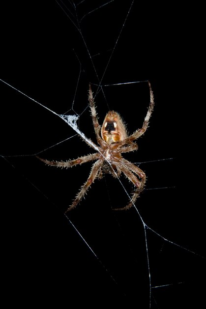 Foto aranha de celeiro à noite