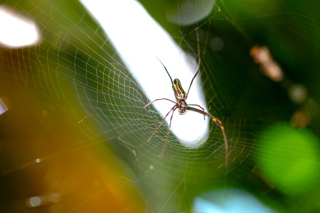 Aranha de jardim em uma teia que está em uma árvore na macro fotografia