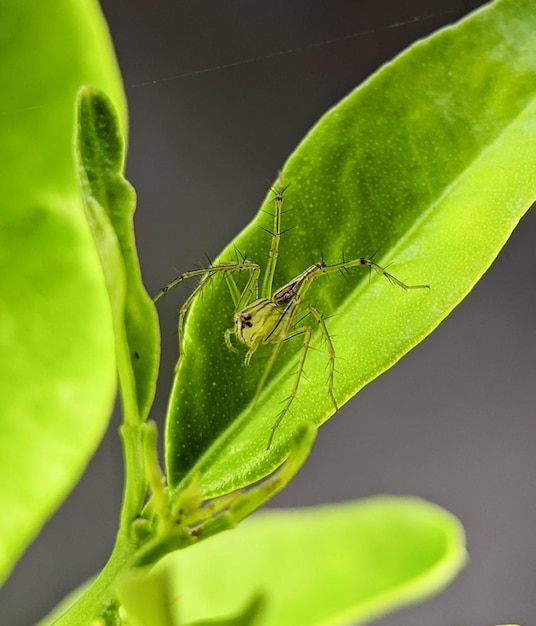 Aranha de lince verde closeup em uma folha verde