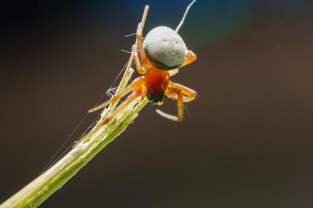 Aranha de macro em uma folhagem de fundo verde
