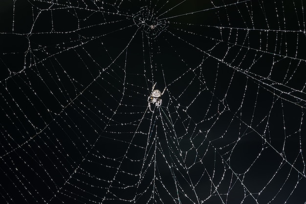 aranha de mosca de spiderweb com detalhes macro