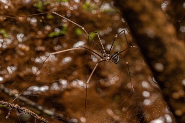 Aranha de porão macho pequena