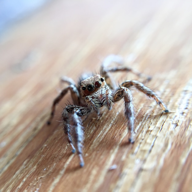 Foto aranha de salto closeup no assoalho de madeira
