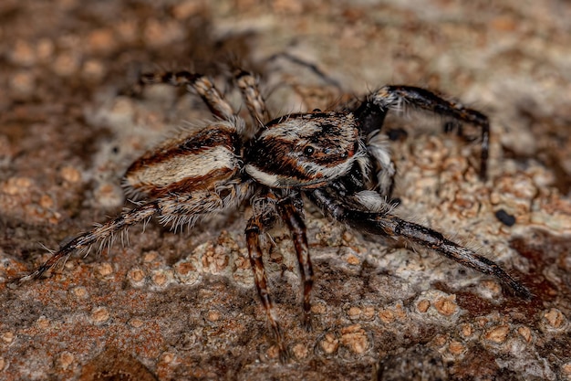 Aranha de salto de parede cinza macho adulto da espécie Menemerus bivittatus