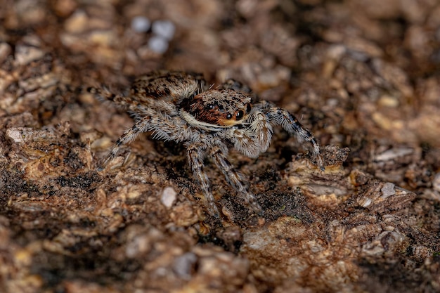 Aranha de salto de parede cinza macho pequena da espécie menemerus bivittatus