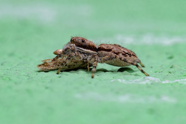 Aranha de salto de parede cinza pequena