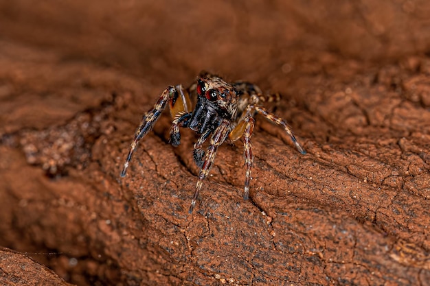 Aranha de salto macho adulto