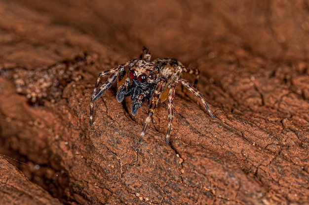 Aranha de salto macho adulto