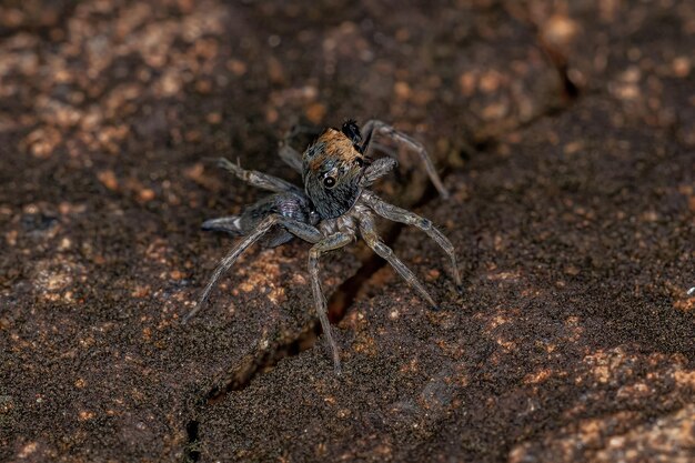 Aranha de salto macho pequena da espécie Maeota dichrura